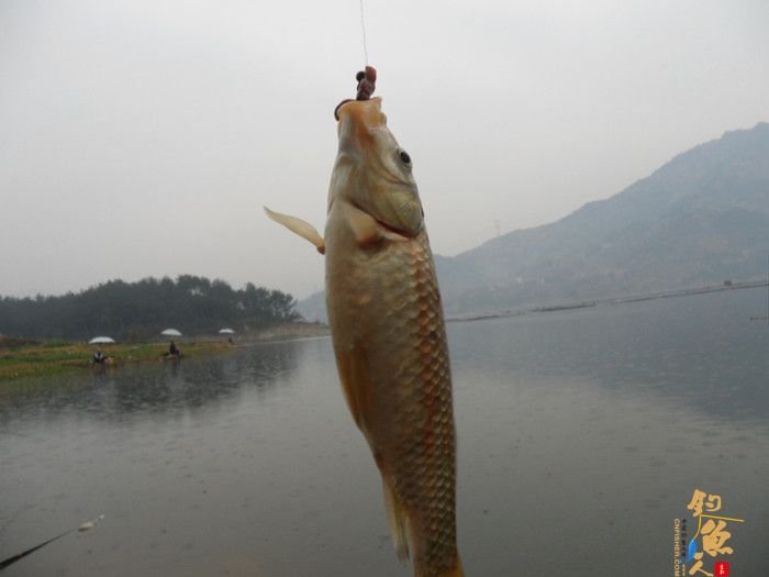 收获近二十斤野生板鲫