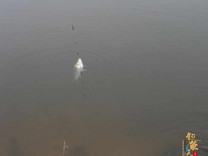 收获近二十斤野生板鲫