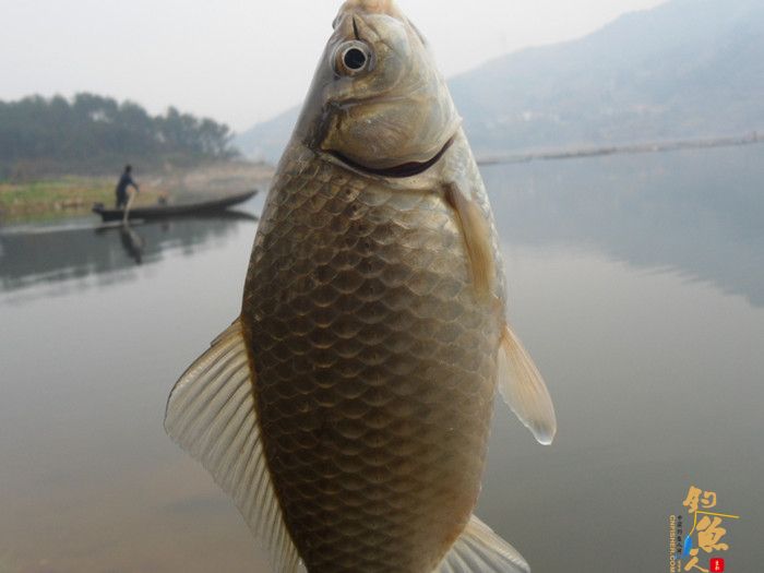 收获近二十斤野生板鲫
