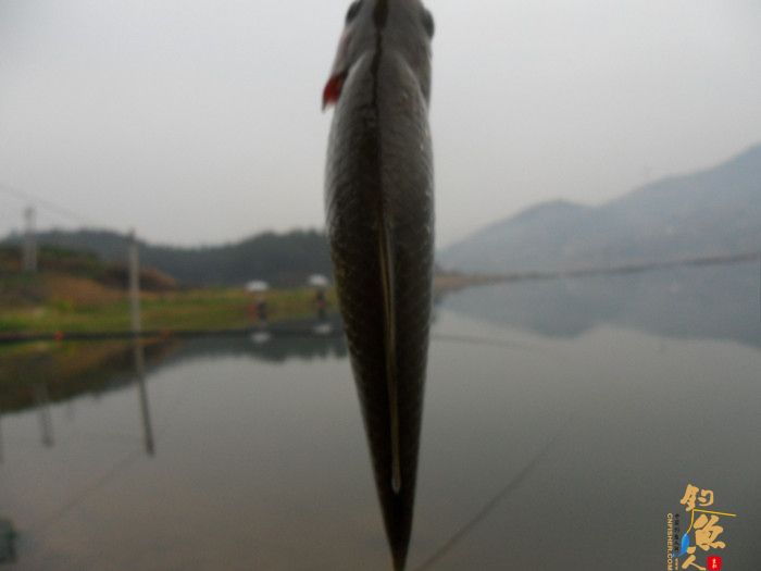 收获近二十斤野生板鲫