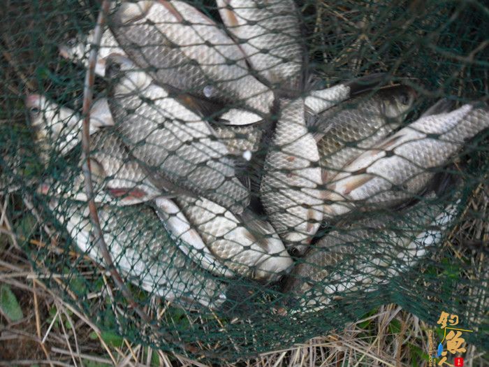 收获近二十斤野生板鲫