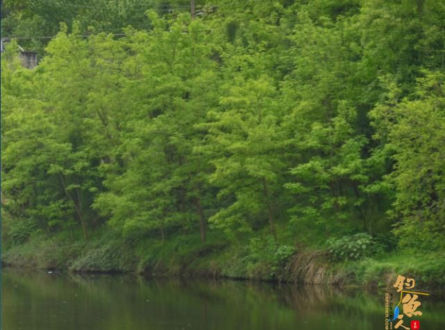 看我 “鲫”战红旗水库