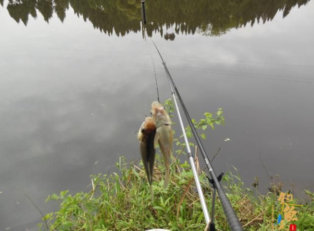 看我 “鲫”战红旗水库