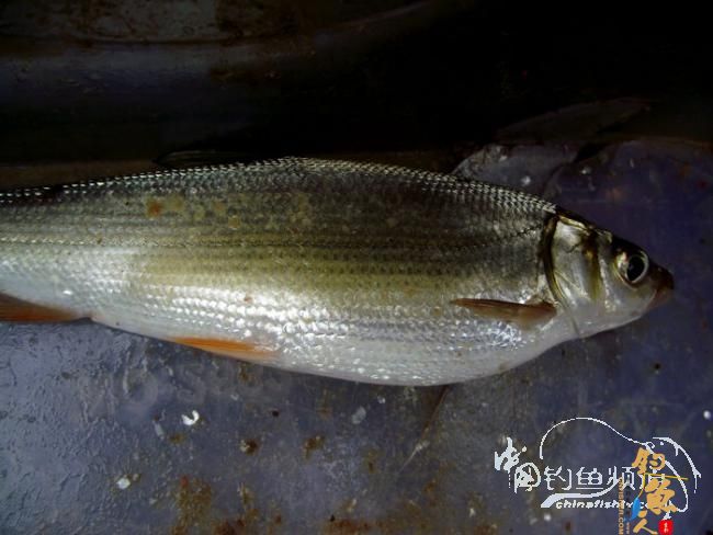 九尺仙竹大战鲴鱼 2个小时的丰收