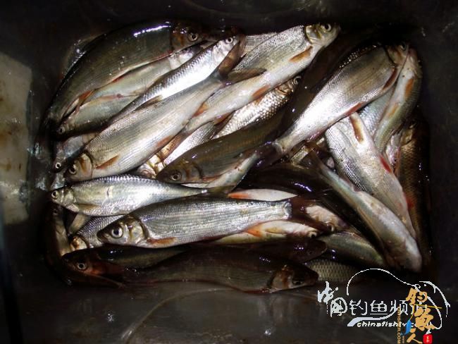 九尺仙竹大战鲴鱼 2个小时的丰收