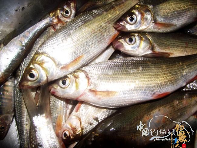 九尺仙竹大战鲴鱼 2个小时的丰收