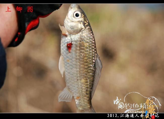 【原创】红虫鲫赢得一顿饭