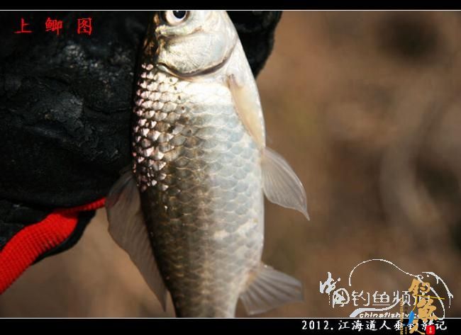 【原创】红虫鲫赢得一顿饭