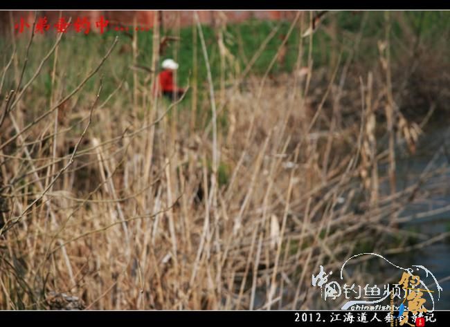 【原创】红虫鲫赢得一顿饭