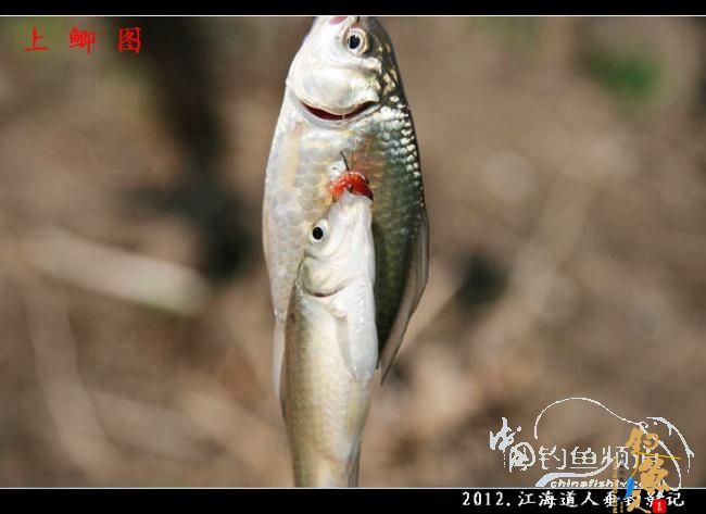 【原创】红虫鲫赢得一顿饭