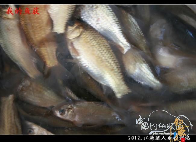 【原创】红虫鲫赢得一顿饭