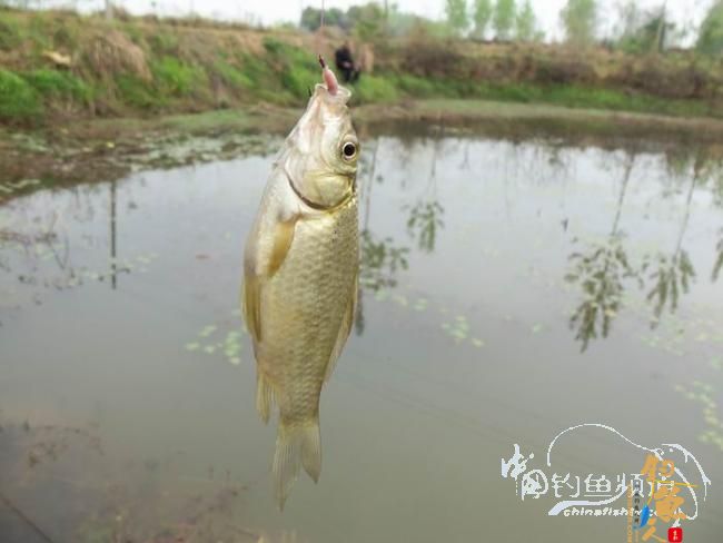 村野钓草塘之菜地泄密 多图