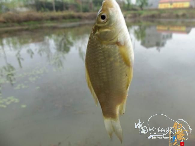 村野钓草塘之菜地泄密 多图