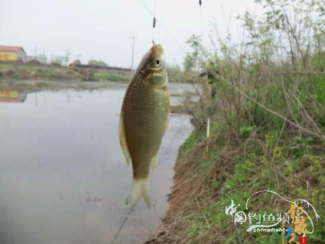 村野钓草塘之菜地泄密 多图