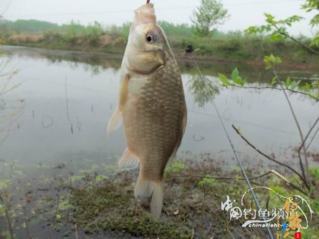 村野钓草塘之菜地泄密 多图