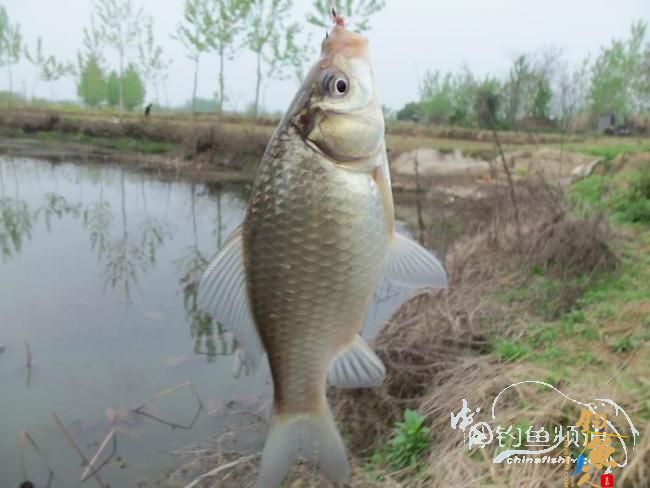 村野钓草塘之菜地泄密 多图