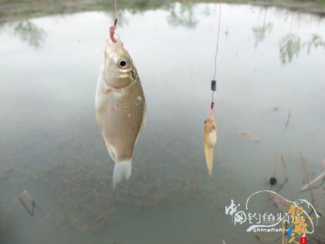 村野钓草塘之菜地泄密 多图