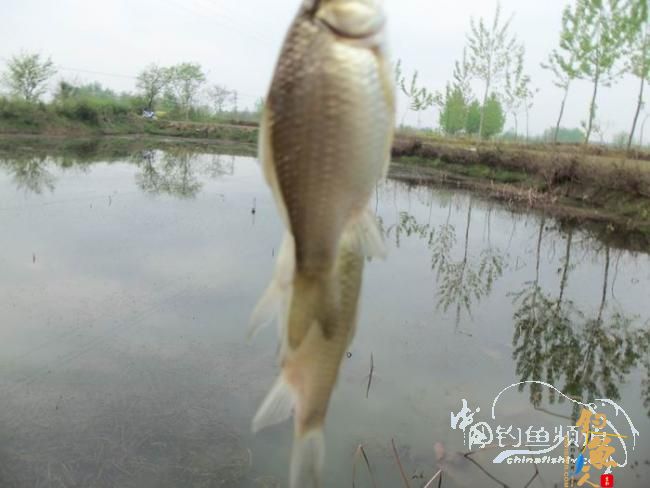 村野钓草塘之菜地泄密 多图