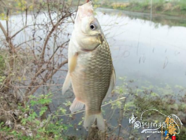 村野钓草塘之菜地泄密 多图