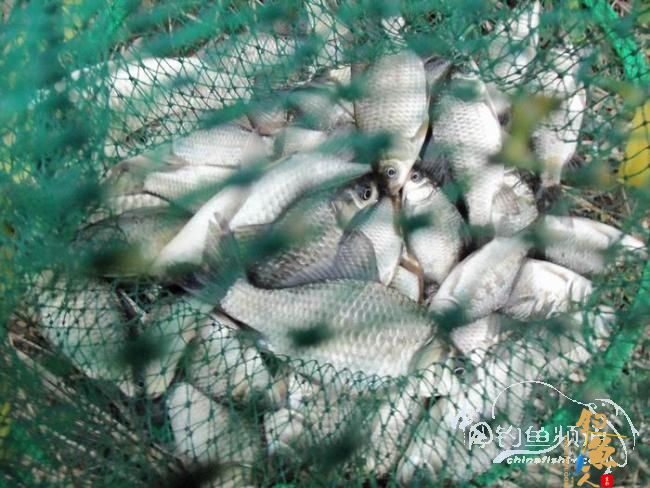 村野钓草塘之菜地泄密 多图