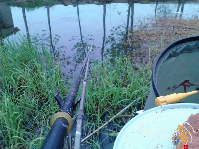 小野沟钓鱼 直飞鱼