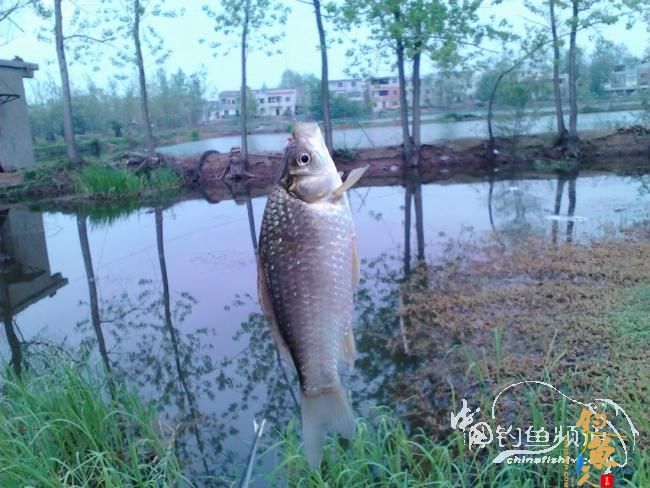 小野沟钓鱼 直飞鱼
