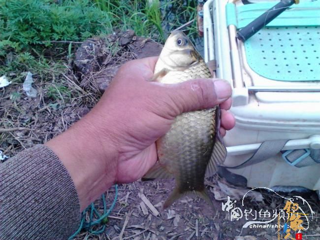 小野沟钓鱼 直飞鱼