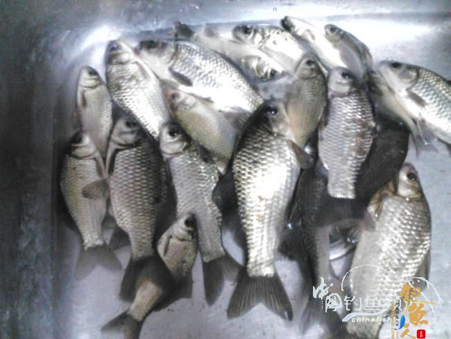 小野沟钓鱼 直飞鱼