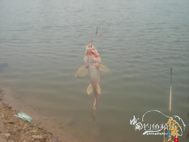 垂钓之意不在鱼 yu  ?