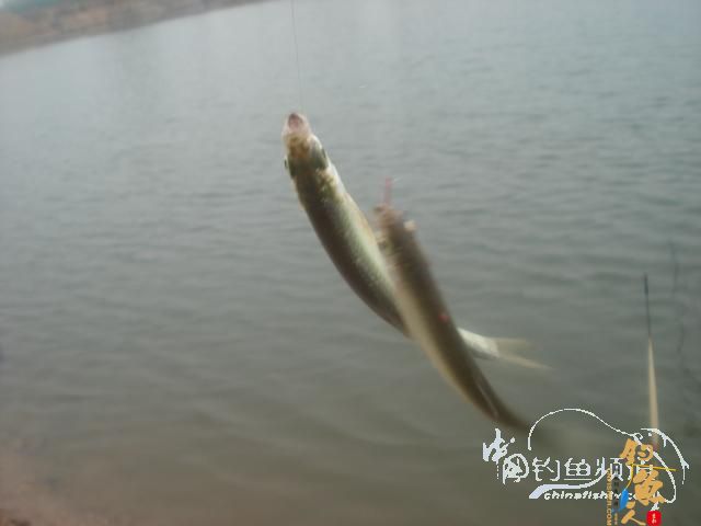 垂钓之意不在鱼 yu  ?