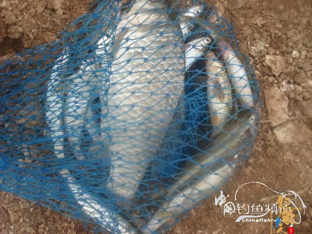 垂钓之意不在鱼 yu  ?