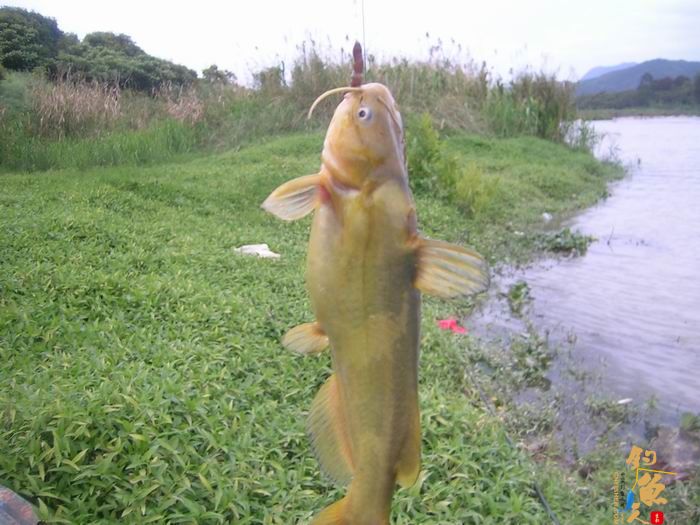忙里偷闲早晚钓，夜钓有惊喜 知足耶