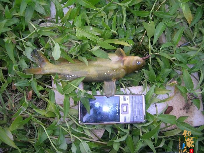 忙里偷闲早晚钓，夜钓有惊喜 知足耶