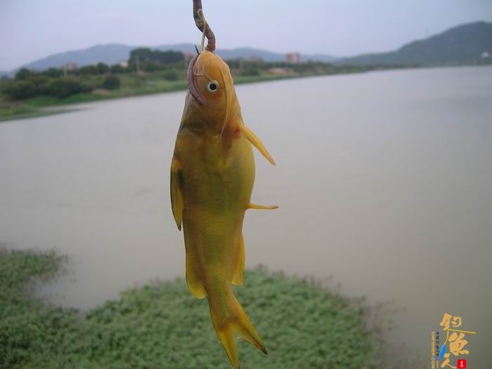 忙里偷闲早晚钓，夜钓有惊喜 知足耶