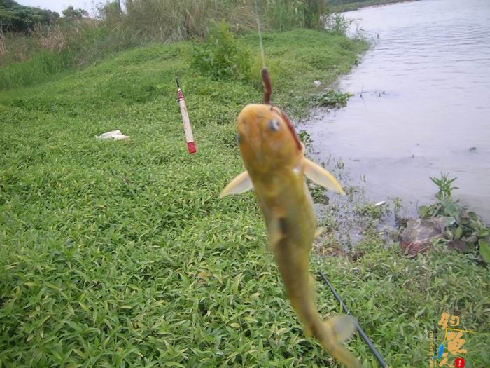 忙里偷闲早晚钓，夜钓有惊喜 知足耶