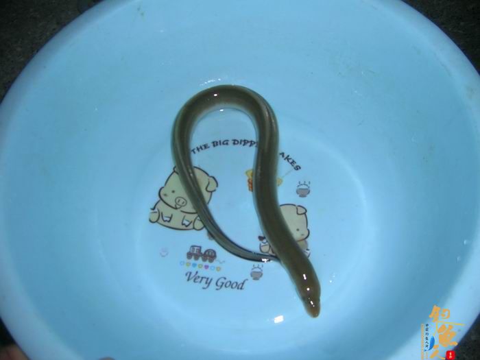 忙里偷闲早晚钓，夜钓有惊喜 知足耶