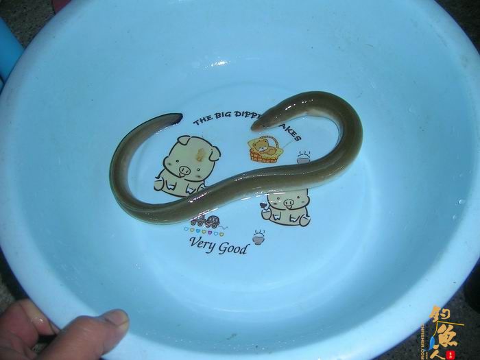 忙里偷闲早晚钓，夜钓有惊喜 知足耶