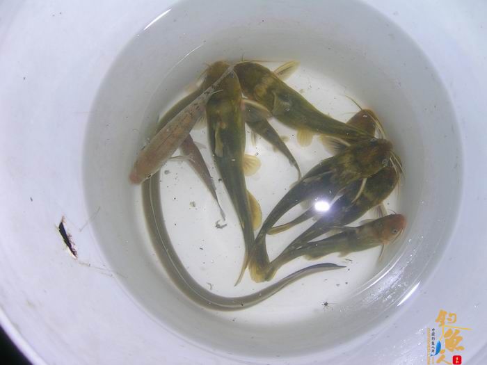 忙里偷闲早晚钓，夜钓有惊喜 知足耶