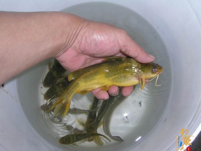 忙里偷闲早晚钓，夜钓有惊喜 知足耶