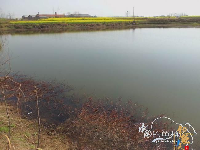 乡村野钓之清水塘半下午