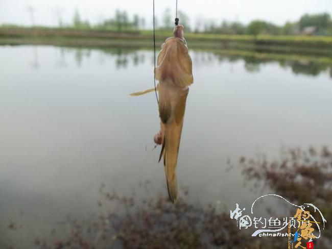 乡村野钓之清水塘半下午
