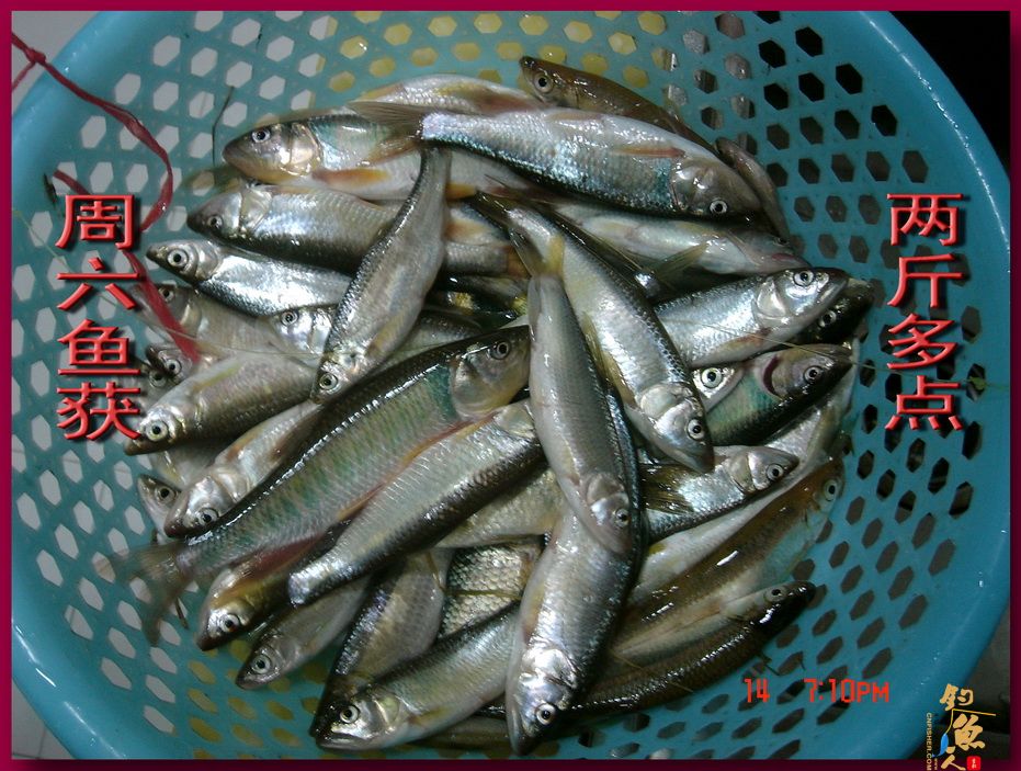 莲花野河 马口当家 文一