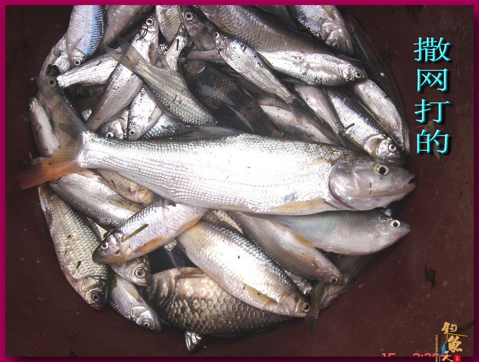 莲花野河 马口当家 文二 看撒网捕鱼