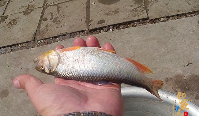 马口鱼（Opsariichthys bidens）桃花鱼，山鳡，坑爬，宽口，大口