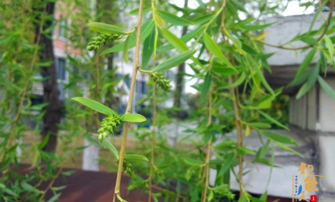 闲逛小区湖畔花园，兴起开竿