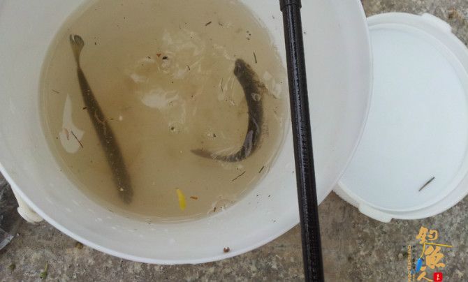 闲逛小区湖畔花园，兴起开竿