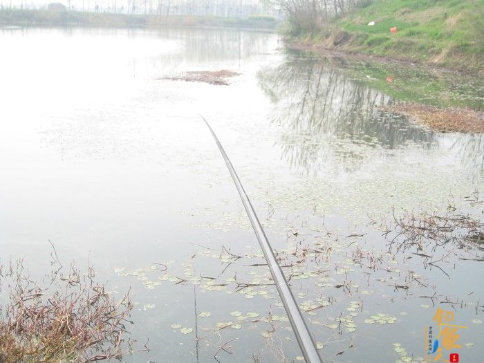 黄金鲫手到擒来 传统钓大显神威