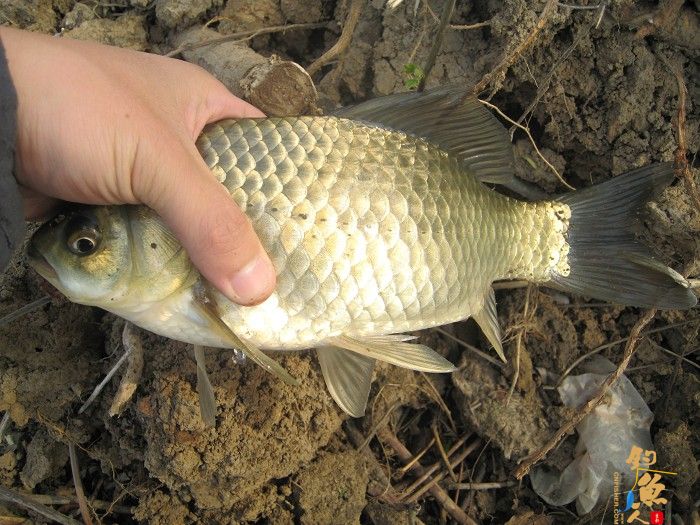 黄金鲫手到擒来 传统钓大显神威
