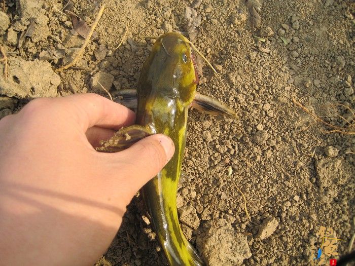 黄金鲫手到擒来 传统钓大显神威