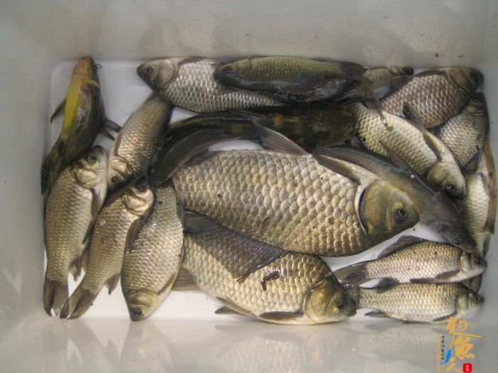 黄金鲫手到擒来 传统钓大显神威